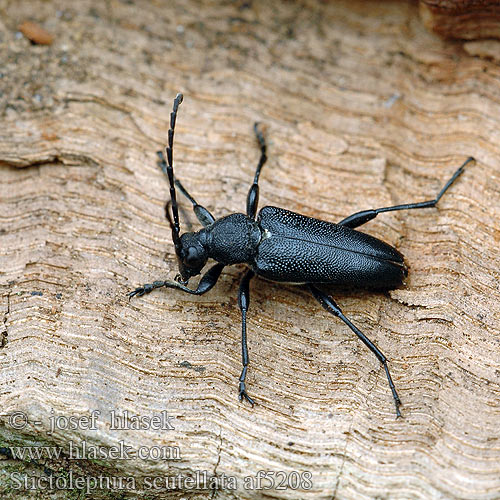 Stictoleptura scutellata af5208