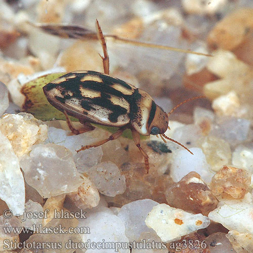 Stictotarsus duodecimpustulatus ag3826