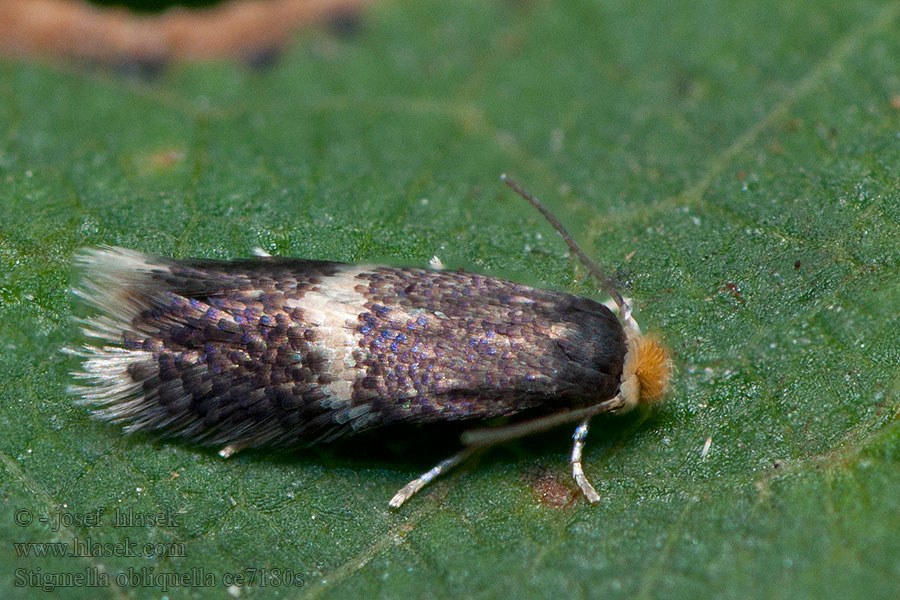 Stigmella obliquella Drobník vrbinný