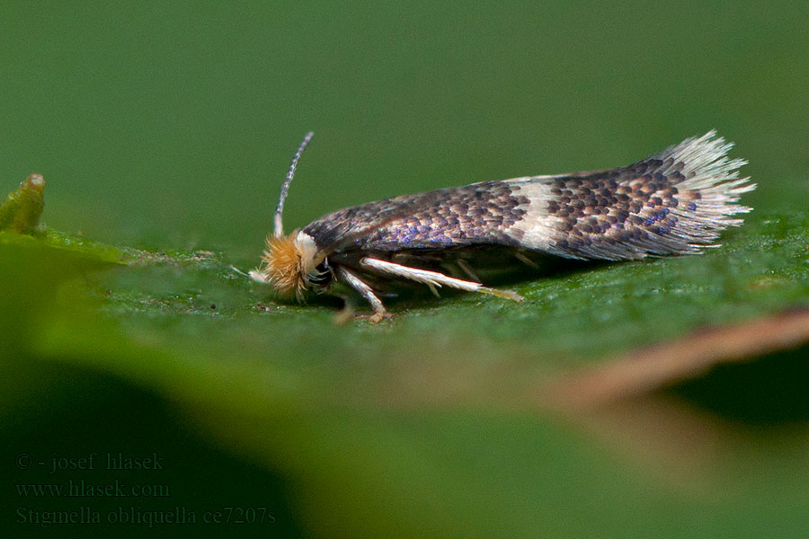 Stigmella obliquella Schietwilgenmineermot Pildvärgmal