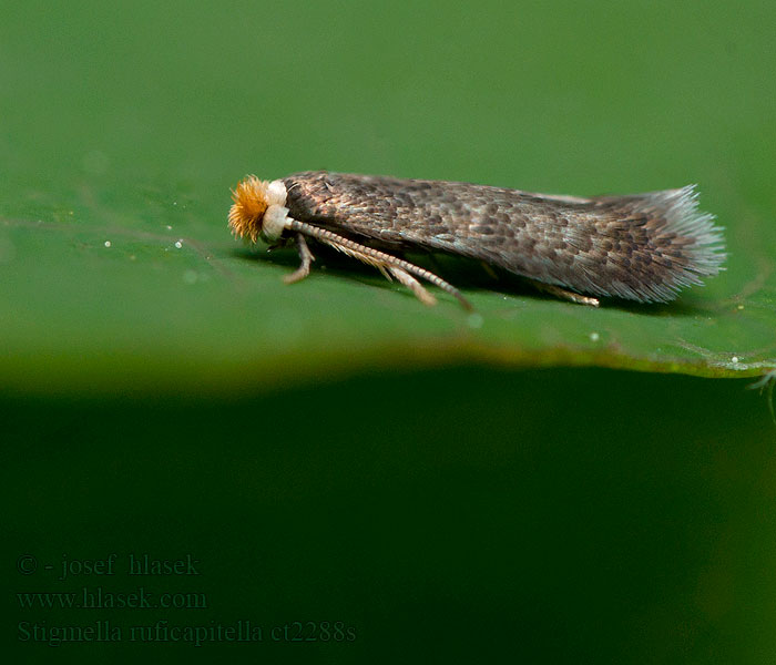 Stigmella ruficapitella