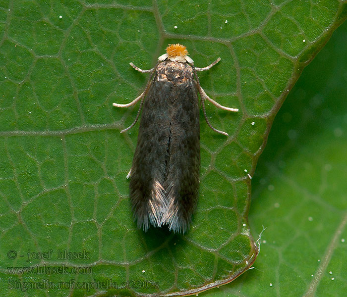 Stigmella ruficapitella