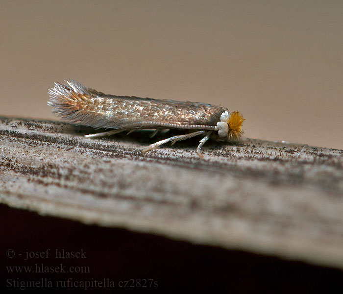 Stigmella ruficapitella