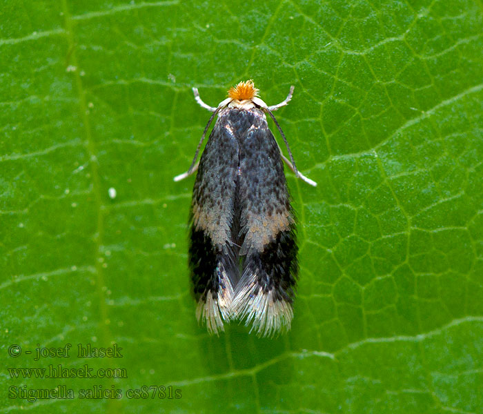 Stigmella salicis Drobník vŕbový Gewone wilgmineermot