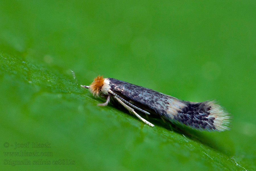 Stigmella salicis Sälgdvärgmal Seljepildværgmøl