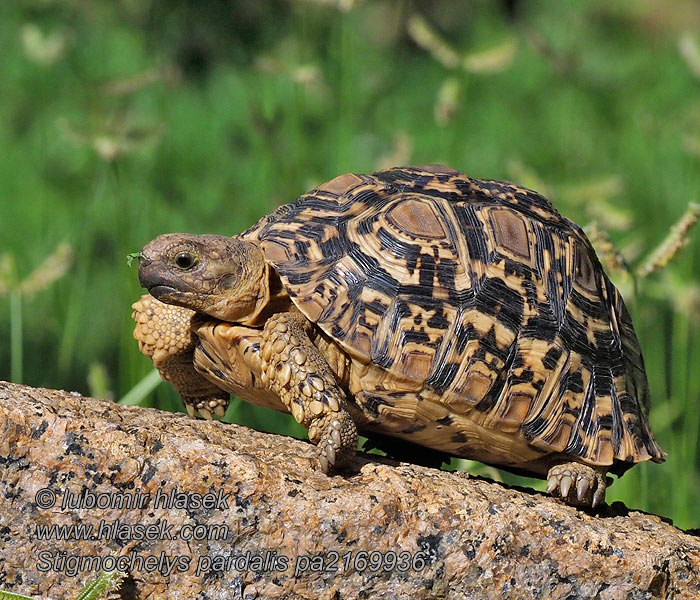 Stigmochelys pardalisi Želva pardálí leopardí Pantherschildkröte