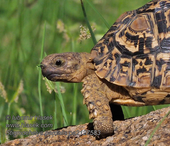 Stigmochelys pardalisi Leopard tortoise Żółw lamparci