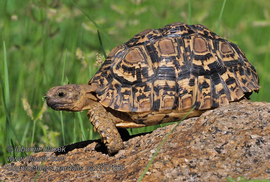 Stigmochelys pardalisi Tortuga leopardo Леопардовая черепаха