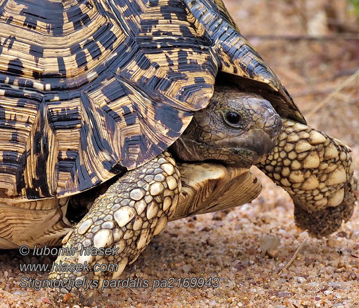 Stigmochelys pardalisi 豹紋陸龜 Bütykösgyíkfélék