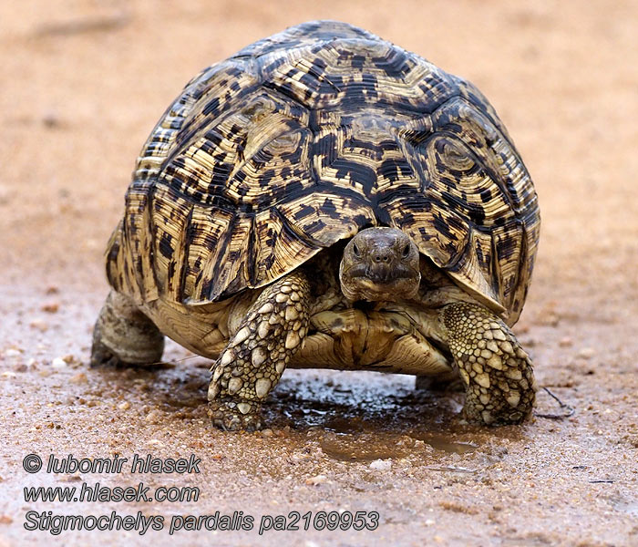 Želva pardálí leopardí Stigmochelys pardalisi