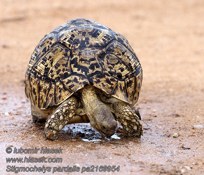 Pantherschildkröte Leopard tortoise Stigmochelys pardalisi
