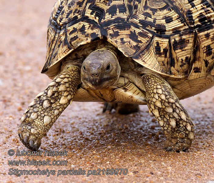 Леопардовая черепаха 豹紋陸龜 Bütykösgyíkfélék Stigmochelys pardalisi