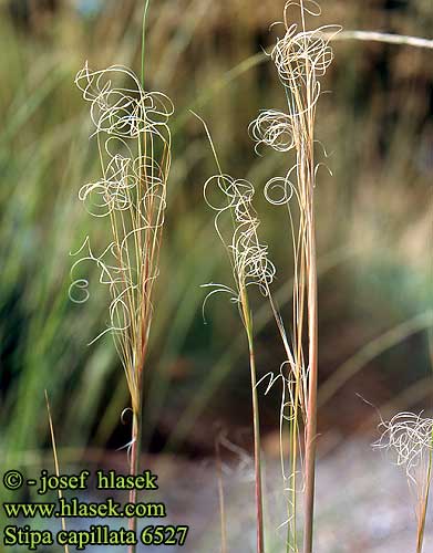 Stipa capillata 6527 SK: kavyľ vláskovitý