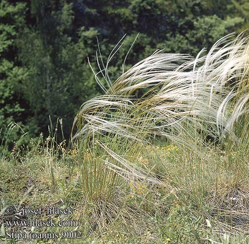 Stipa joannis 9002 SK: kavyľ Ivanov CZ: kavyl Ivanův