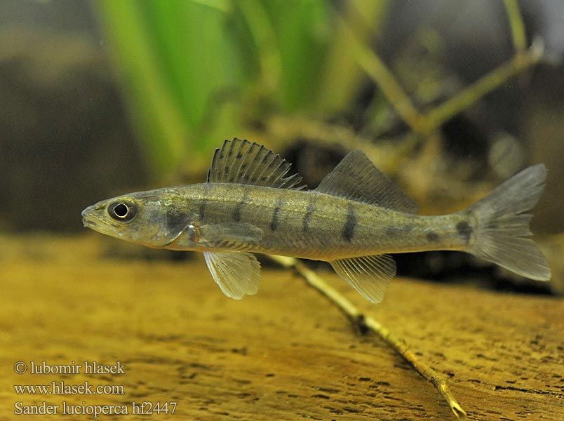 Stizostedion lucioperca Sander lucioperca Sandre Sandra