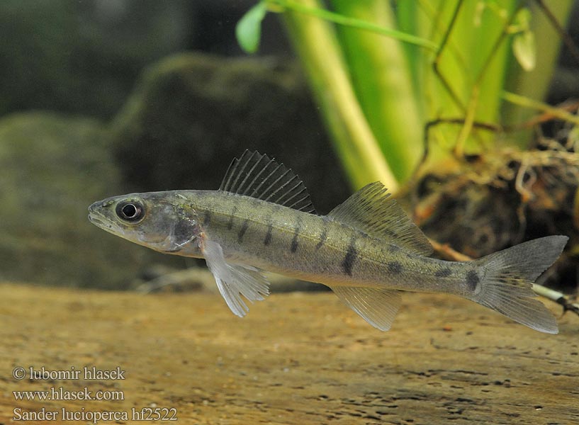 Stizostedion lucioperca سوف Smuđ Fogassüllő Starkis