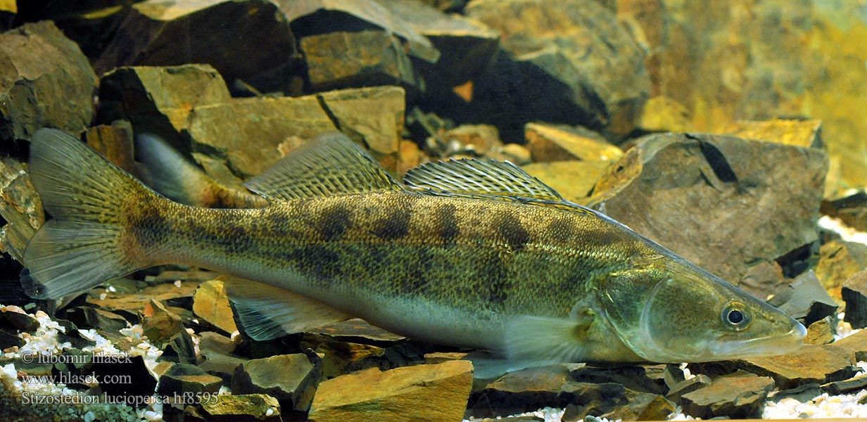 Stizostedion lucioperca Smuč Gös Sudak balığı