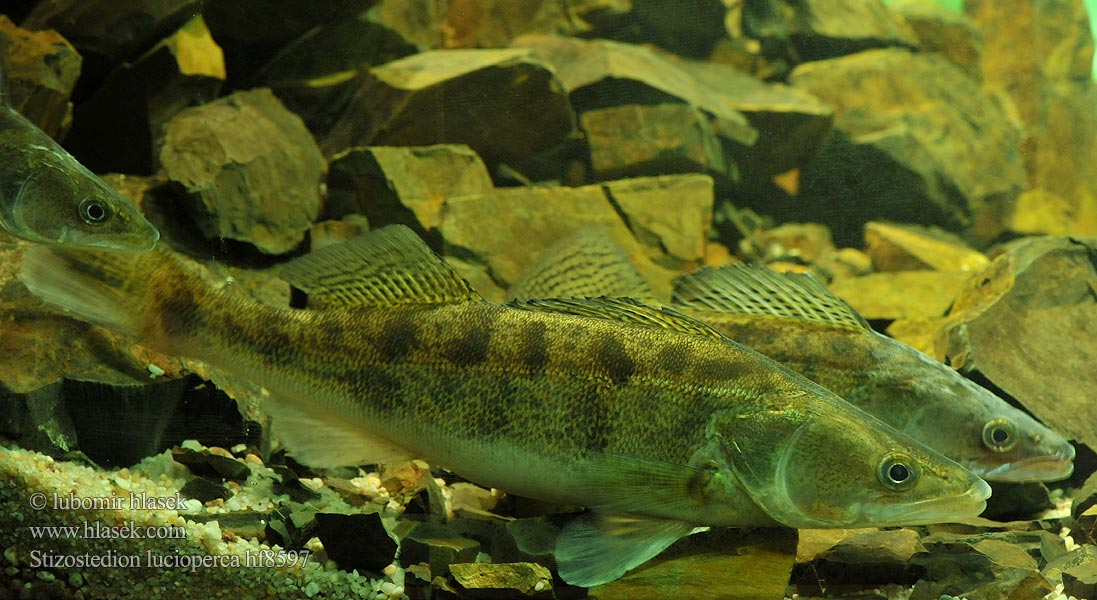 Stizostedion lucioperca Candát obecný Dosya geçmişi