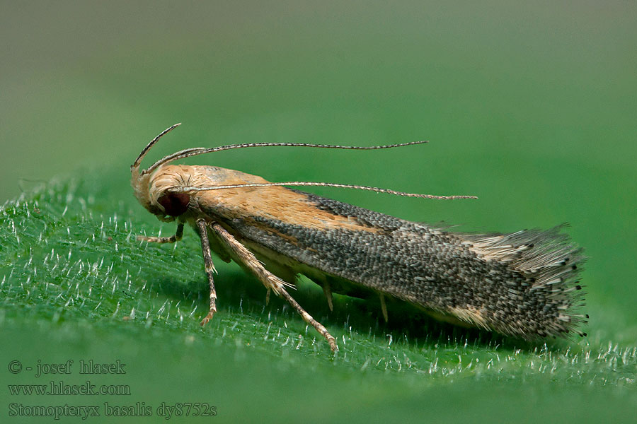 Stomopteryx basalis