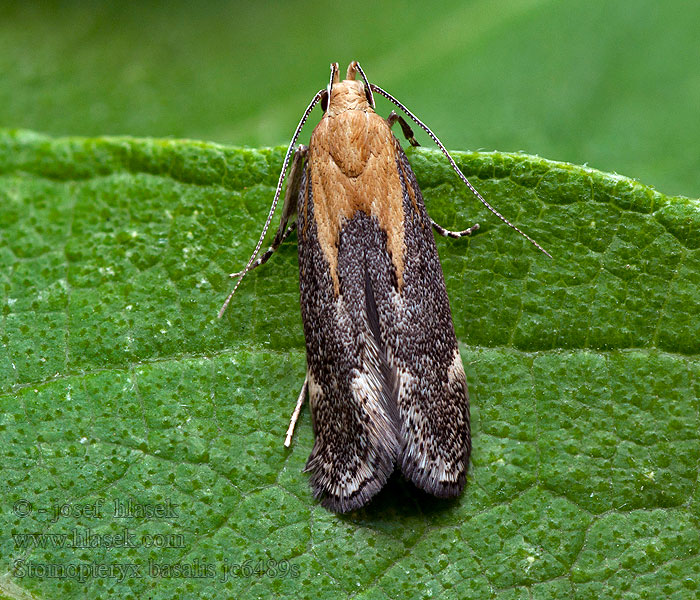 Stomopteryx basalis