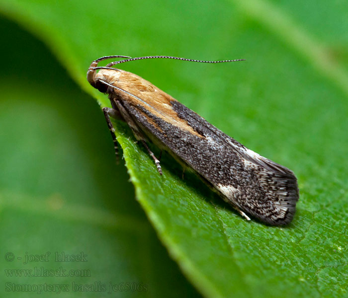 Stomopteryx basalis