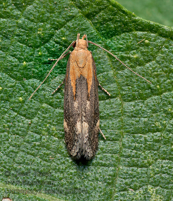 Stomopteryx basalis