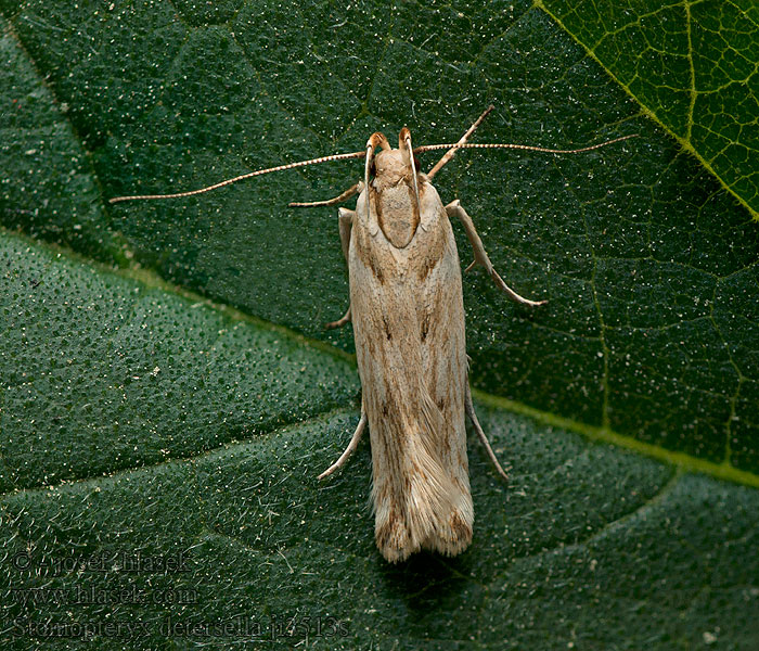 Stomopteryx detersella