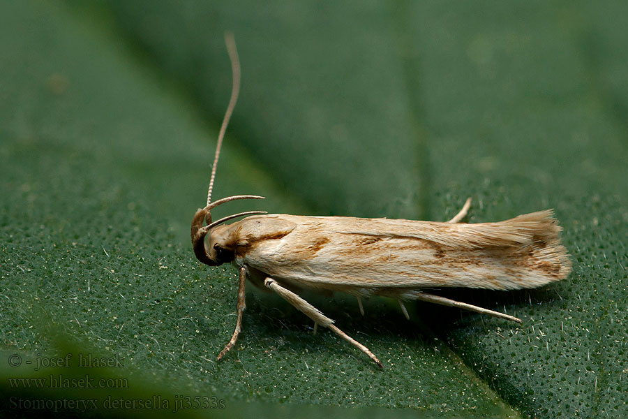 Stomopteryx detersella