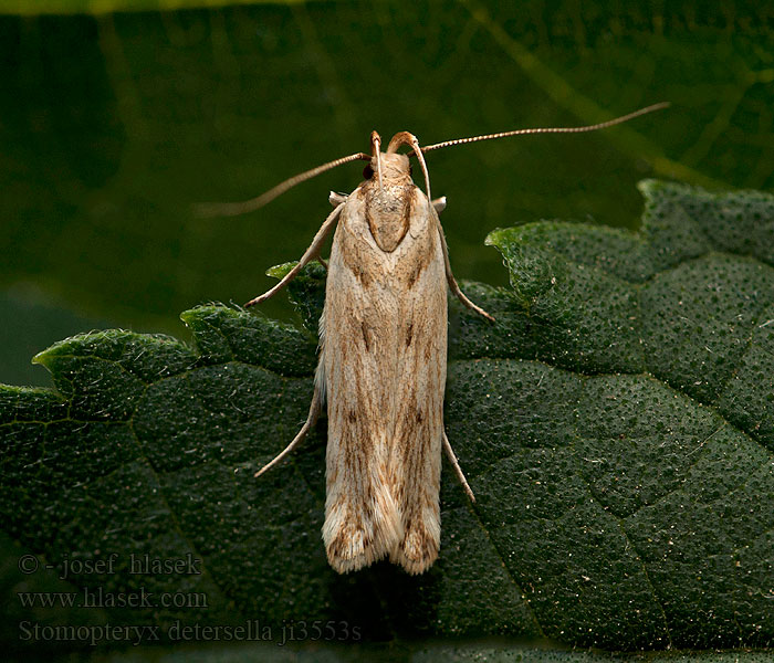 Stomopteryx detersella