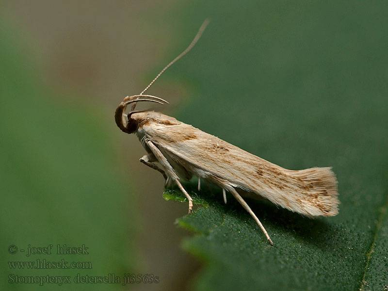 Stomopteryx detersella