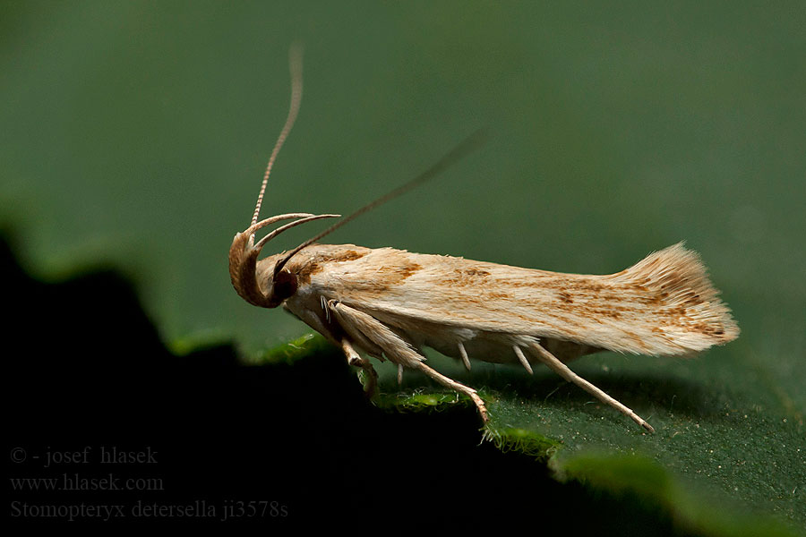 Stomopteryx detersella