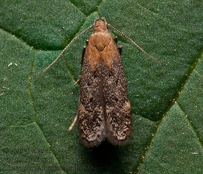 Stomopteryx remissella Psota hnedosivá Gråbrun palpmal