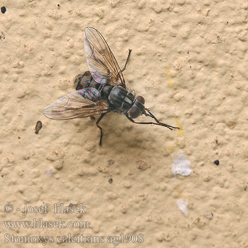 Stomoxys calcitrans Stable fly Wadenstecher Mouche charbonneuse 螫蠅 Bodalka stájová Stalvlieg サシバエ Mosca  stalle Bolimuszka kleparka Mosca establo Rudeninė piktmusė Szuronyos istállólégy Stikkflue Mosca estábulo Осенняя жигалка Мува пецара Pistokärpänen Almindelig stikflue Musca grajd Bodavka maštaľná Hlevska muha Vanlig stickfluga Karasinek Осіння жигалка