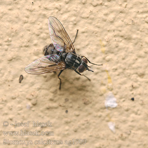 Bodalka stájová Stalvlieg サシバエ Mosca  stalle Bolimuszka kleparka Mosca establo Rudeninė piktmusė Szuronyos istállólégy Stikkflue Mosca estábulo Осенняя жигалка Мува пецара Pistokärpänen Almindelig stikflue Musca grajd Bodavka maštaľná Hlevska muha Vanlig stickfluga Karasinek Осіння жигалка Stomoxys calcitrans Stable fly Wadenstecher Mouche charbonneuse 螫蠅