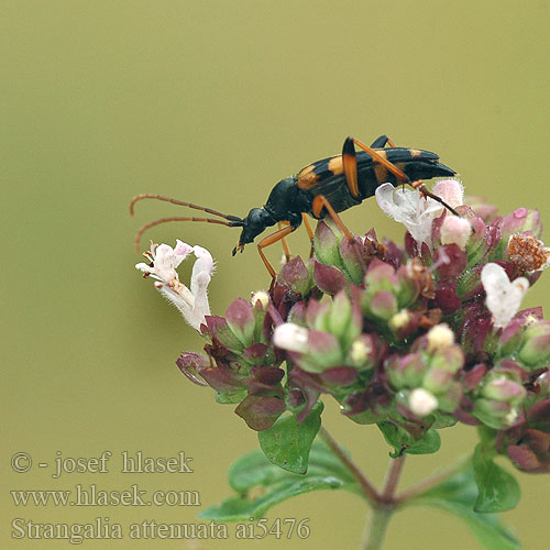 Strangalia attenuata Leptura wysmukła Schlanker Schmalbock Smalvingad blombock странгалия незатейливая