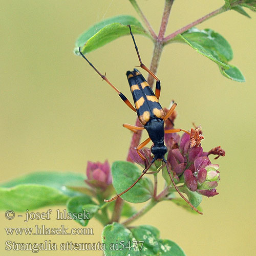 Strangalia attenuata Smalvingad blombock странгалия незатейливая Leptura wysmukła Schlanker Schmalbock