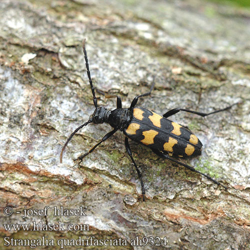 Strangalia quadrifasciata Leptura Vierbindiger Schmalbock