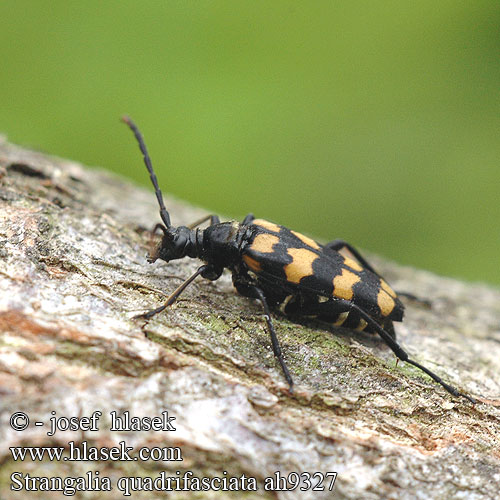 Strangalia quadrifasciata Leptura Tesařík čtveropásý