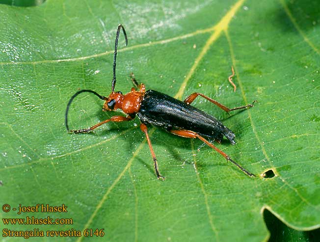 Strangalia reverstita 6146