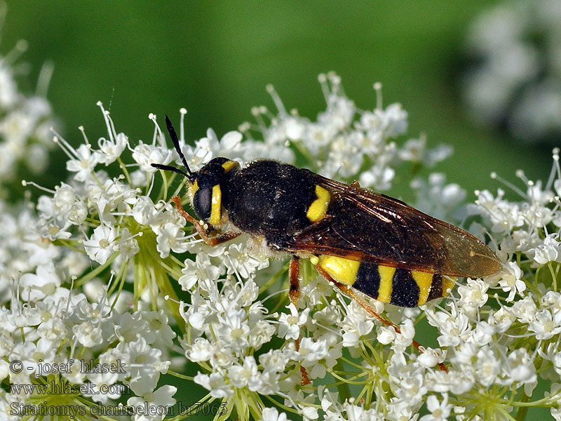 Stratiomys chamaeleon Chamäleonfliege Kalklangsprietwapenvlieg