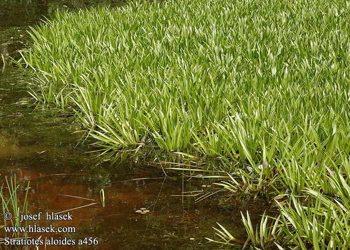 Krebseklo Faux-aloès Aloès d'eau Ananas Scargia Stiletti d'acqua