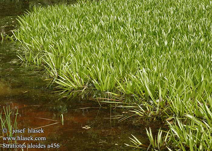 Krebseklo Faux-aloès Aloès d'eau Ananas Scargia Stiletti d'acqua