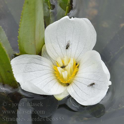 Krebsschere Krabbescheer Water Soldier Crab's-claw