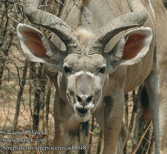 Tragelaphus strepsiceros Grote koedoe Greater kudu Kudu-greater Stor kudu Isokudut Grand koudou Grote koedoe Cudu maggiore Nagy kudu Großer Grosser Kudu Großkudu Kudu wielkie Kudu veľký Kudu velký Gran Kudú Större kudu Granda kuduo クーズー დიდი კუდუ Didžioji kudu Cudo Большой куду Голямо куду 大羚羊 Mare Kudu Büyük kudu Більше kudu