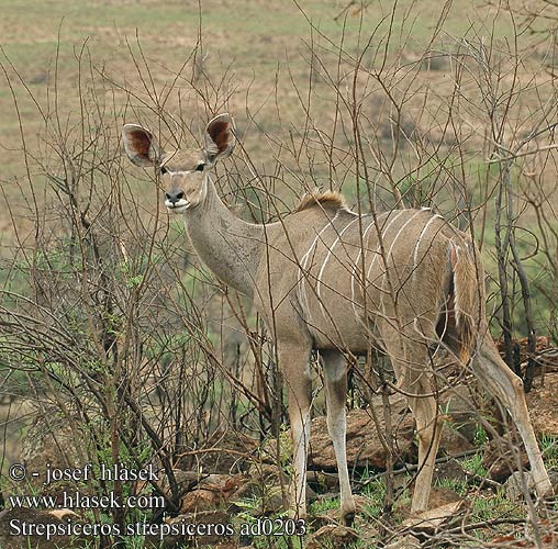 Tragelaphus strepsiceros Grote koedoe Greater kudu Kudu-greater Stor kudu Isokudut Grand koudou Grote koedoe Cudu maggiore Nagy kudu Großer Grosser Kudu Großkudu Kudu wielkie Kudu veľký Kudu velký Gran Kudú Större kudu Granda kuduo クーズー დიდი კუდუ Didžioji kudu Cudo Большой куду Голямо куду 大羚羊 Mare Kudu Büyük kudu Більше kudu