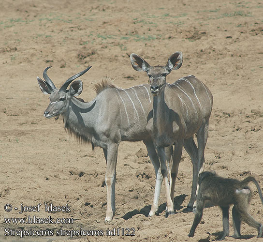 Tragelaphus strepsiceros Grote koedoe Greater kudu Kudu-greater Stor kudu Isokudut Grand koudou Grote koedoe Cudu maggiore Nagy kudu Großer Grosser Kudu Großkudu Kudu wielkie Kudu veľký Kudu velký Gran Kudú Större kudu Granda kuduo クーズー დიდი კუდუ Didžioji kudu Cudo Большой куду Голямо куду 大羚羊 Mare Kudu Büyük kudu Більше kudu