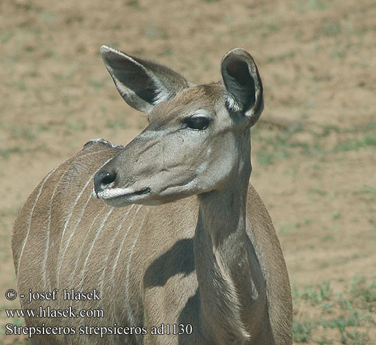 Tragelaphus strepsiceros Grote koedoe Greater kudu Kudu-greater Stor kudu Isokudut Grand koudou Grote koedoe Cudu maggiore Nagy kudu Großer Grosser Kudu Großkudu Kudu wielkie Kudu veľký Kudu velký Gran Kudú Större kudu Granda kuduo クーズー დიდი კუდუ Didžioji kudu Cudo Большой куду Голямо куду 大羚羊 Mare Kudu Büyük kudu Більше kudu