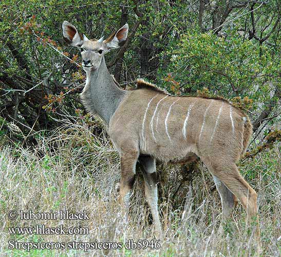 Tragelaphus strepsiceros Grote koedoe Greater kudu Kudu-greater Stor kudu Isokudut Grand koudou Grote koedoe Cudu maggiore Nagy kudu Großer Grosser Kudu Großkudu Kudu wielkie Kudu veľký Kudu velký Gran Kudú Större kudu Granda kuduo クーズー დიდი კუდუ Didžioji kudu Cudo Большой куду Голямо куду 大羚羊 Mare Kudu Büyük kudu Більше kudu