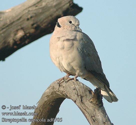 Streptopelia capicola Ring-necked Cape Turtle Dove Byduer Savanneskoggerdue aroturturikyyhky Tourterelle Cap Kaap tortelduif Tortora Capo Fokföldi gerle Kapturteltaube synogarlica czerwonowinna hrdlička damarská Tórtola Cabo Kapturturduva Gewone Tortelduif Leeba Lephoi