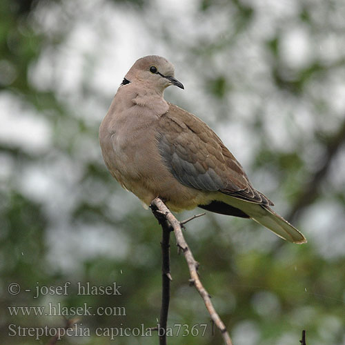 Streptopelia capicola Ring-necked Cape Turtle Dove Byduer Savanneskoggerdue Aroturturikyyhky Tourterelle Cap Kaap tortelduif Kaapse Tortel Tortora Capo Fokföldi gerle Kapturteltaube Gurrtaube Synogarlica czerwonowinna Hrdlička damarská Tórtola Cabo Kapturturduva Gewone Tortelduif Leeba Lephoi アフリカジュズカケバト Rola cabo Savannedue